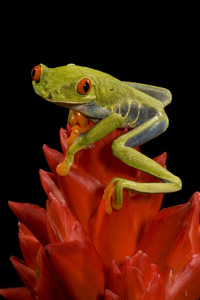 treefrog